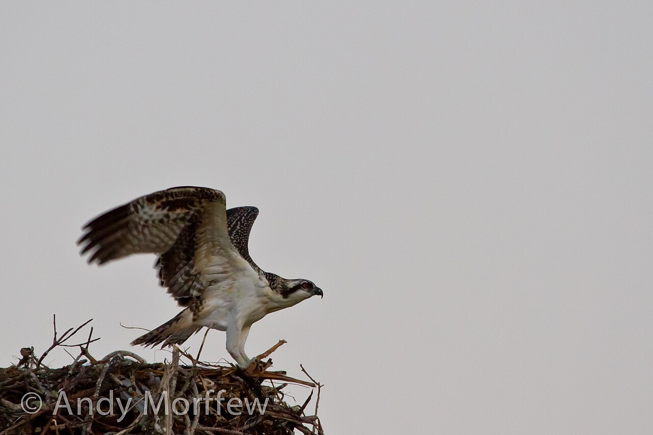 Osprey hunting over Treasure Coast waterway